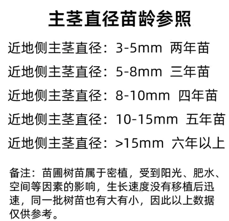 珍珠番石榴树果苗红心红宝石帝王芭乐树苗四季嫁接果树苗新鲜现挖