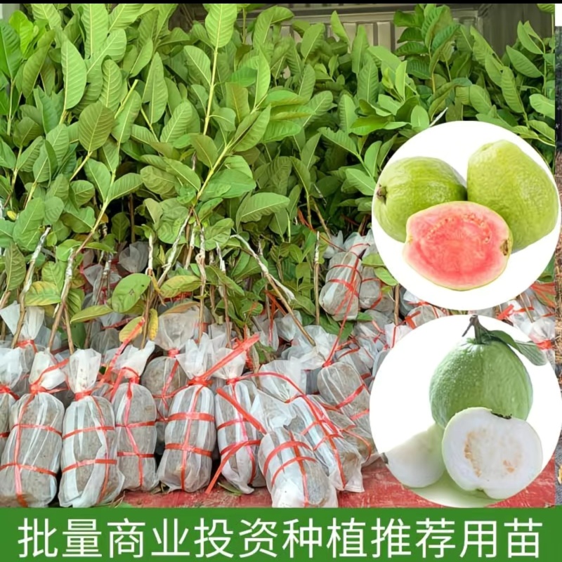 珍珠番石榴树果苗红心红宝石帝王芭乐树苗四季嫁接果树苗新鲜现挖