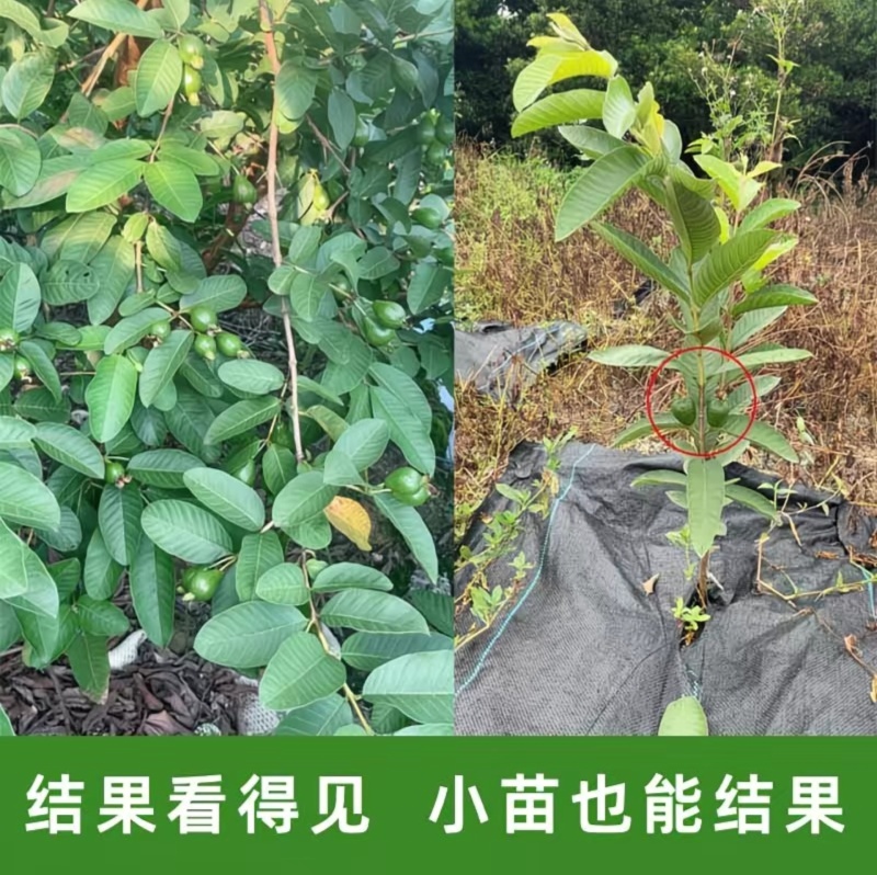 珍珠番石榴树果苗红心红宝石帝王芭乐树苗四季嫁接果树苗新鲜现挖