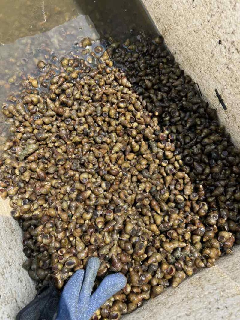 一手货源提供，打窝，喂鱼，螃蟹，青蟹，蚂蟥，食用螺等等，需要