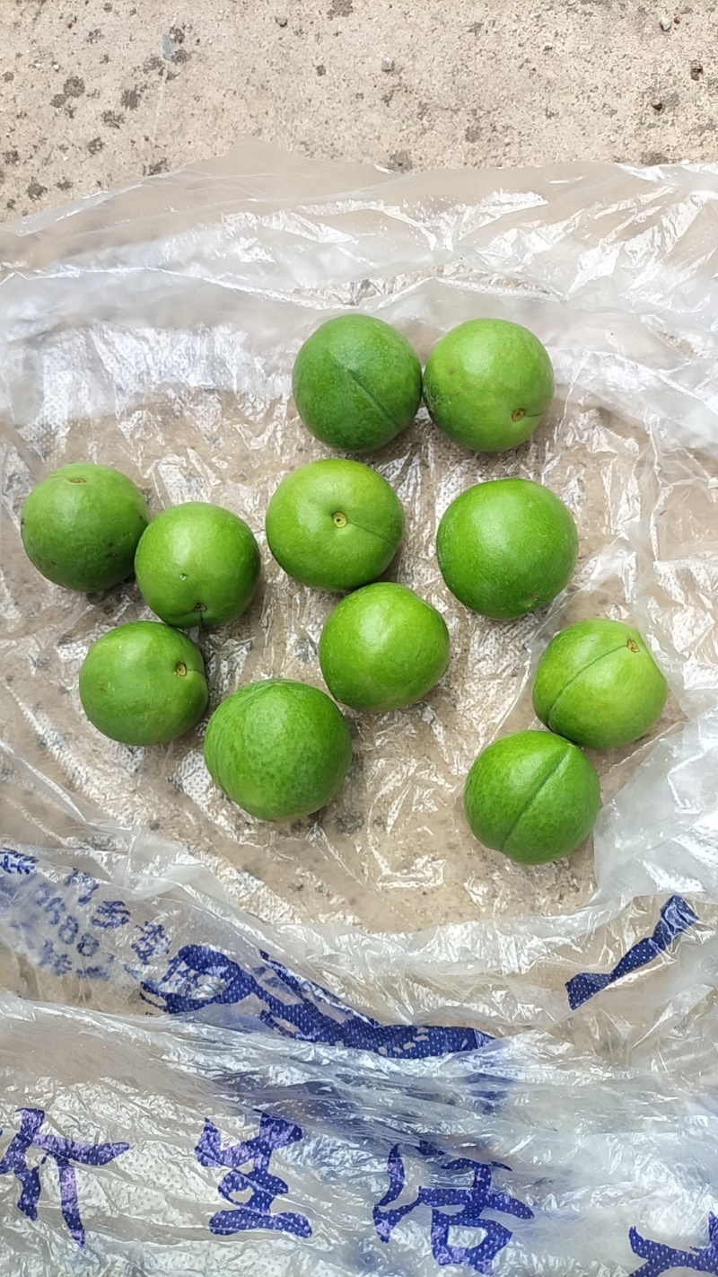 梳下来的青果，2.5以上