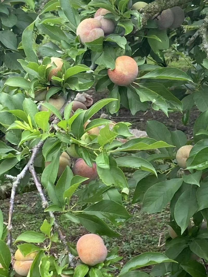 自家果场三华李