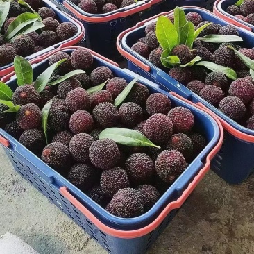 福建杨梅中果通货好果，单果约15-20g