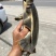甲鱼