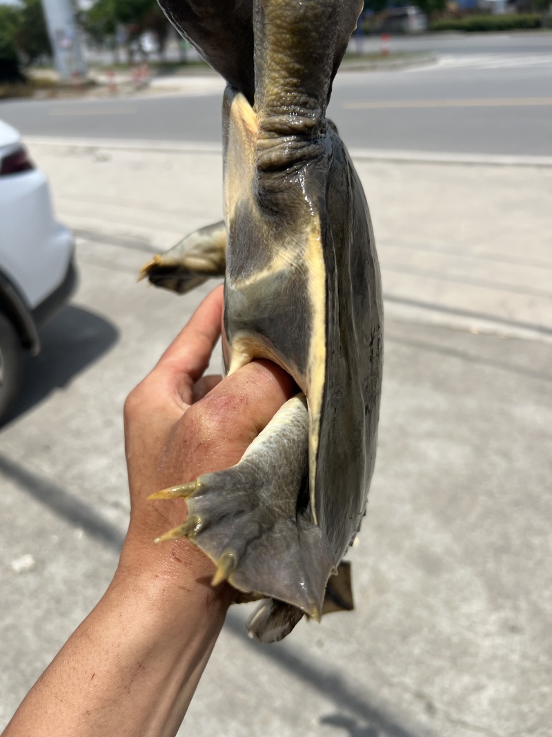 甲鱼
