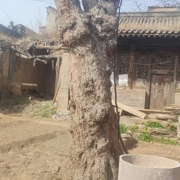 雷击木大枣树，500年肿瘤大枣树