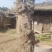 雷击木大枣树，500年肿瘤大枣树