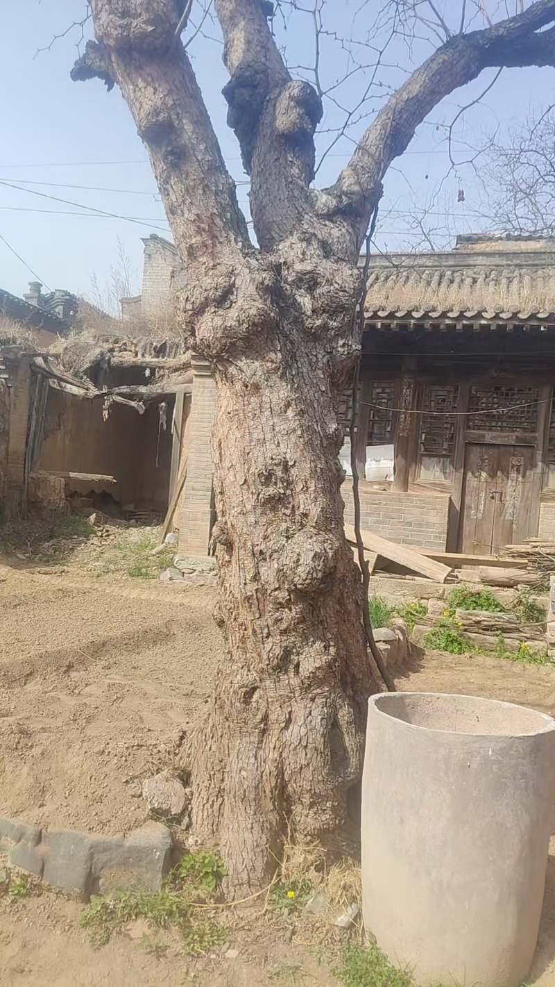 雷击木大枣树，500年肿瘤大枣树