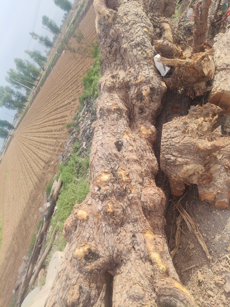 雷击木大枣树，500年肿瘤大枣树