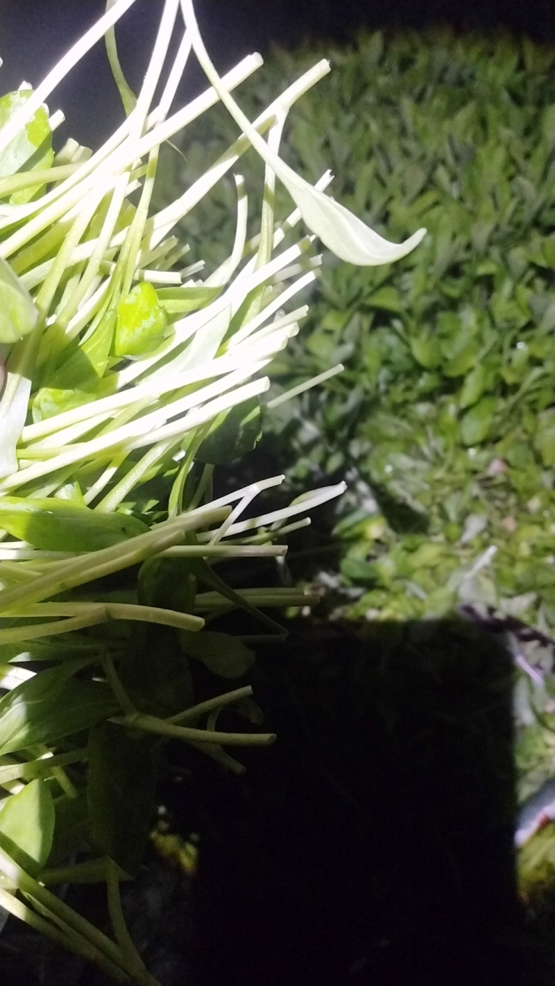 马兰头