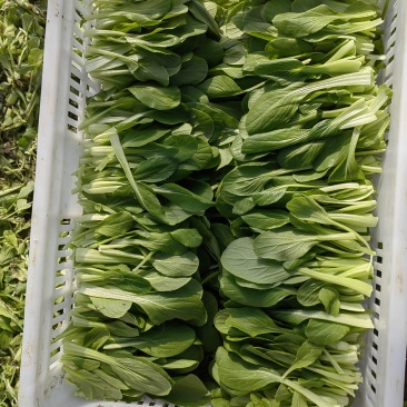 江苏省南通鸡毛菜