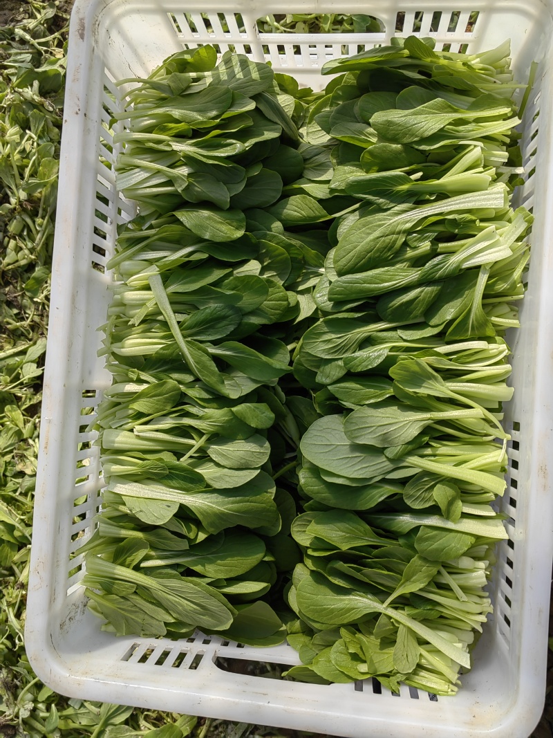 江苏省南通鸡毛菜