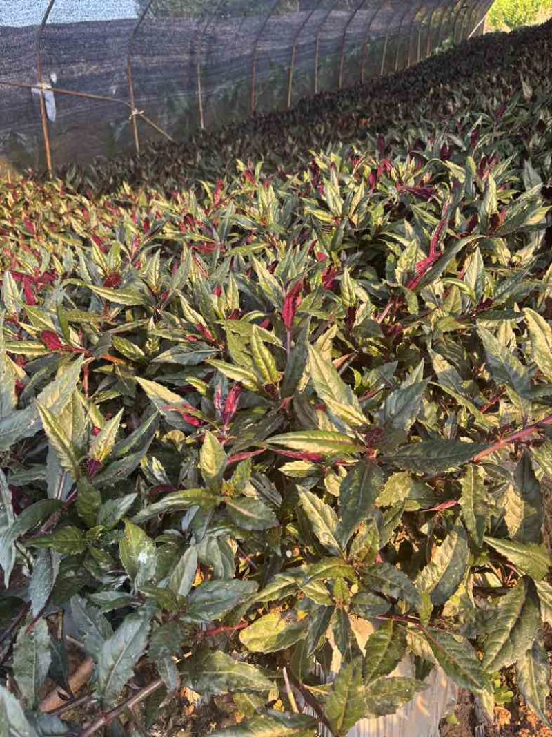大棚换新衣，鲜蔬长势旺！自家大棚原生态蔬菜，可零售、可批量供