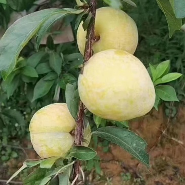 文明特产套袋黄金李
