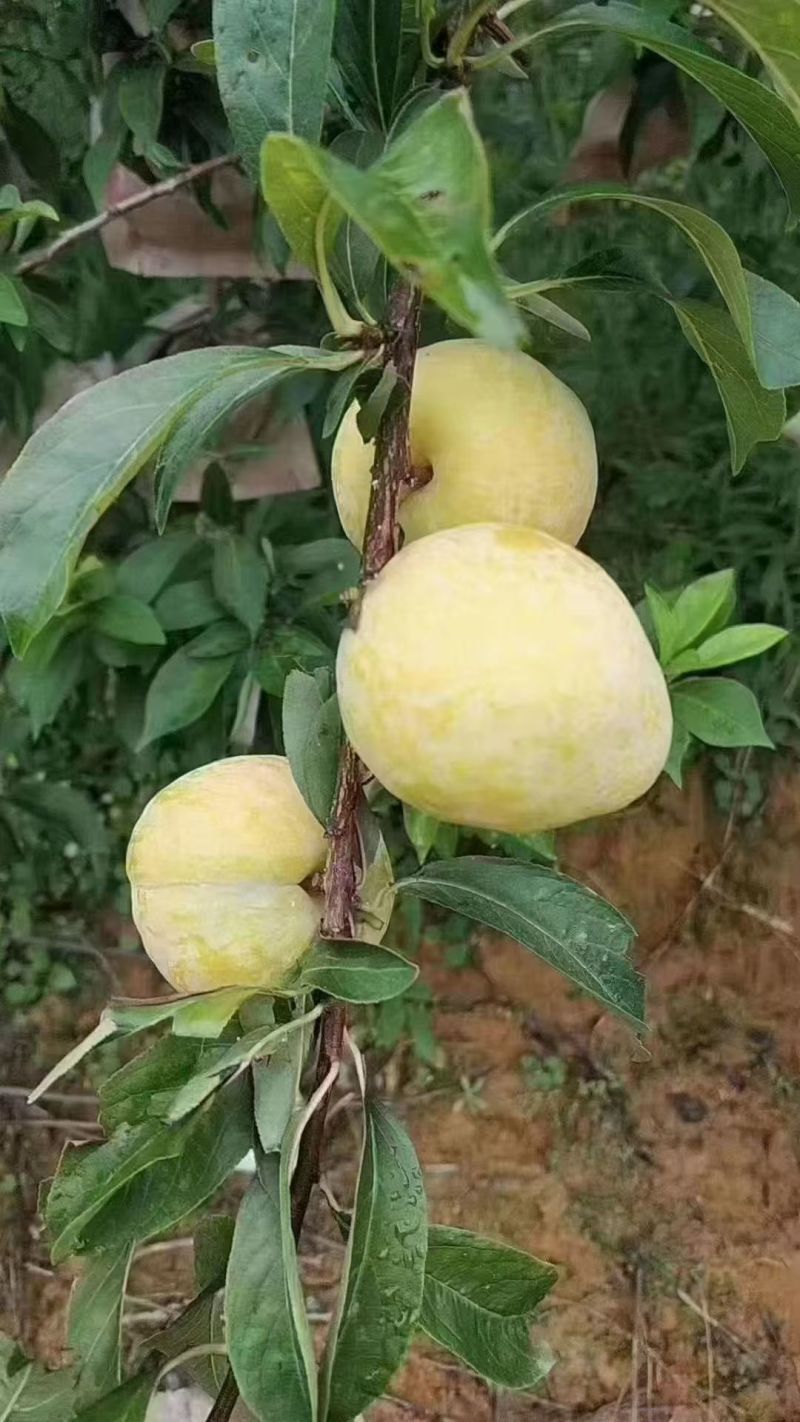 文明特产套袋黄金李