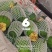 寿光特色蔬菜，苹果丝瓜，源头直供，产地直发，欢迎来基地和市场