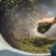 信阳毛尖明前茶，茶农自产自销传统工艺手工茶
