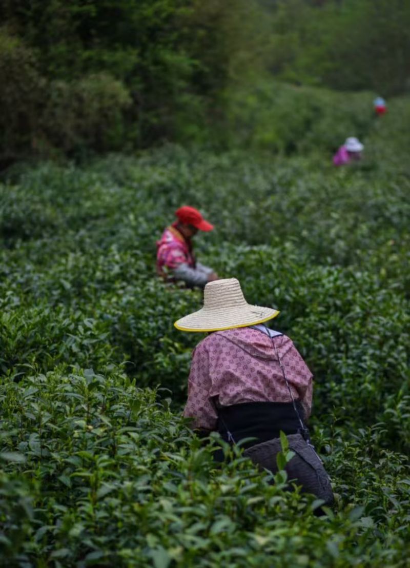 信阳毛尖明前茶，茶农自产自销传统工艺手工茶