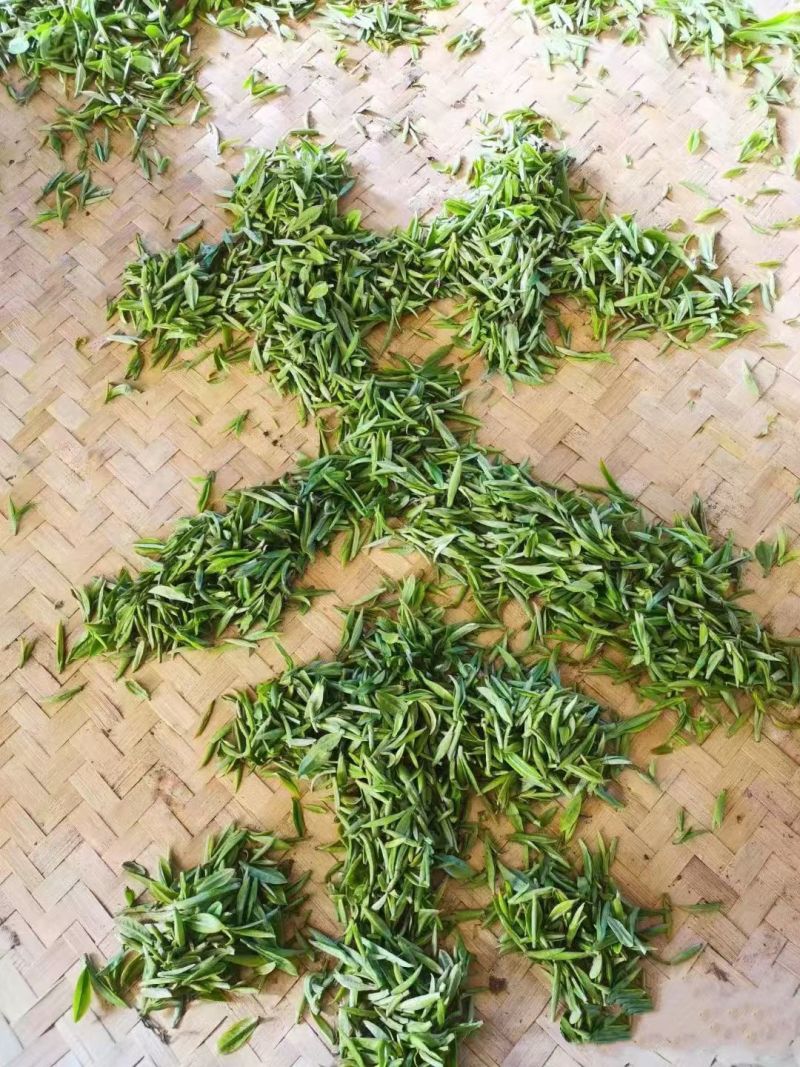 信阳毛尖明前茶，茶农自产自销传统工艺手工茶