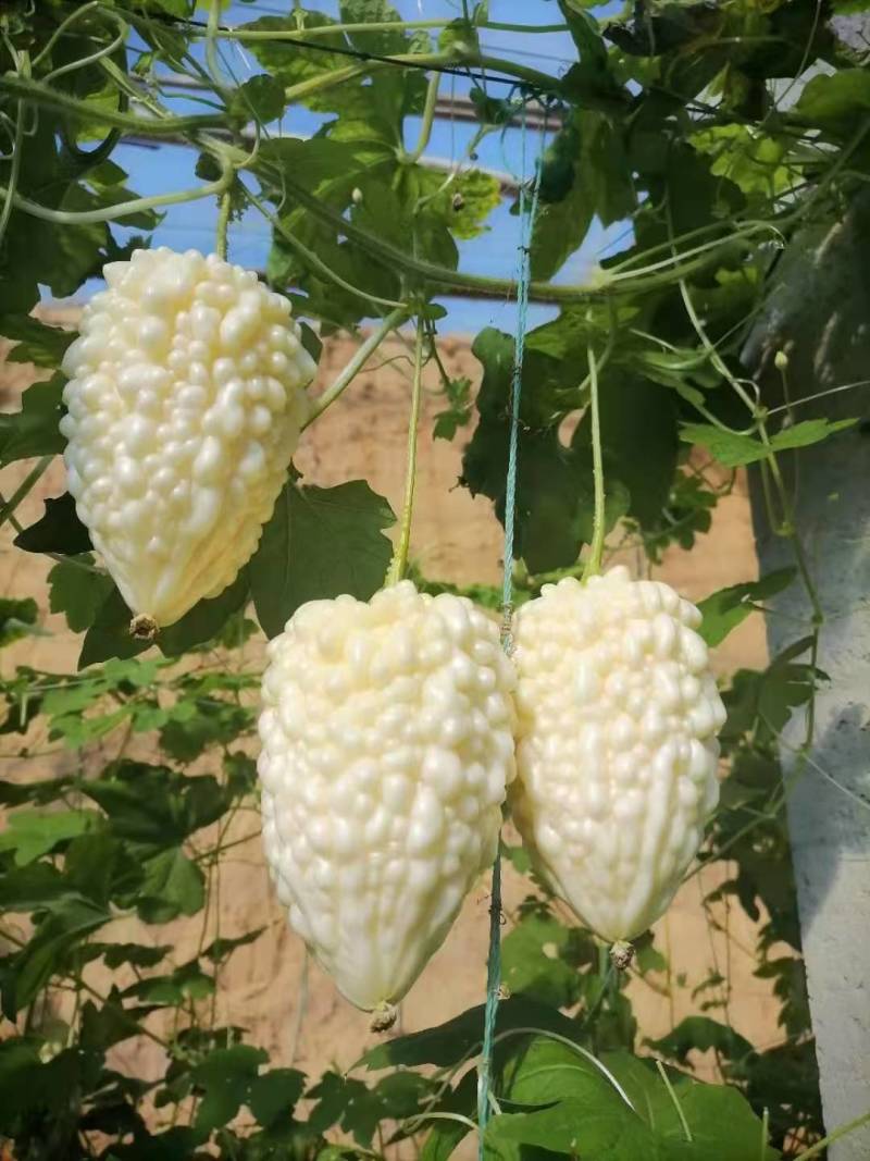寿光特色蔬菜苹果苦瓜｜全国名特优新，脆甜微苦的“白富美”果蔬
