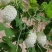 寿光特色蔬菜苹果苦瓜｜全国名特优新，脆甜微苦的“白富美”果蔬
