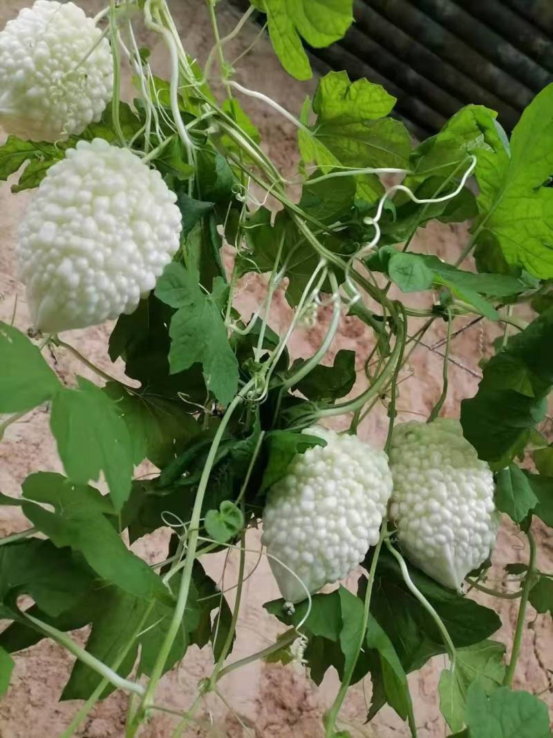 寿光特色蔬菜苹果苦瓜｜全国名特优新，脆甜微苦的“白富美”果蔬