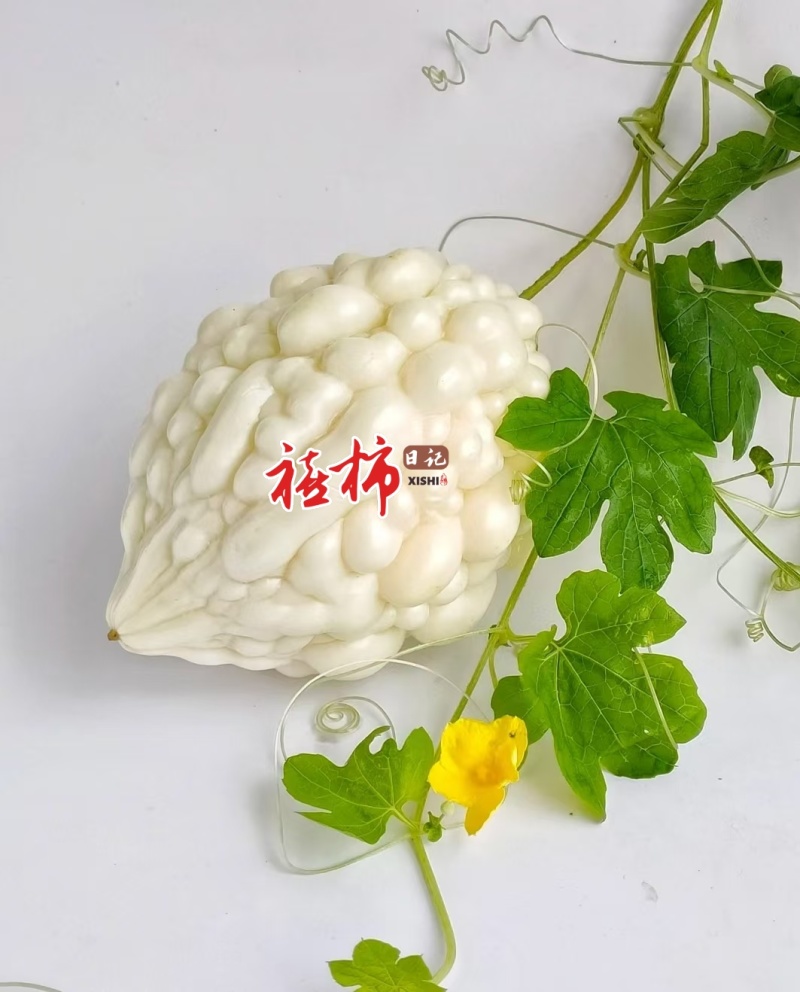 寿光特色蔬菜苹果苦瓜｜全国名特优新，脆甜微苦的“白富美”果蔬
