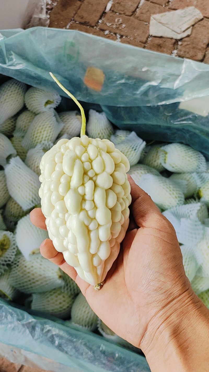 寿光特色蔬菜苹果苦瓜｜全国名特优新，脆甜微苦的“白富美”果蔬