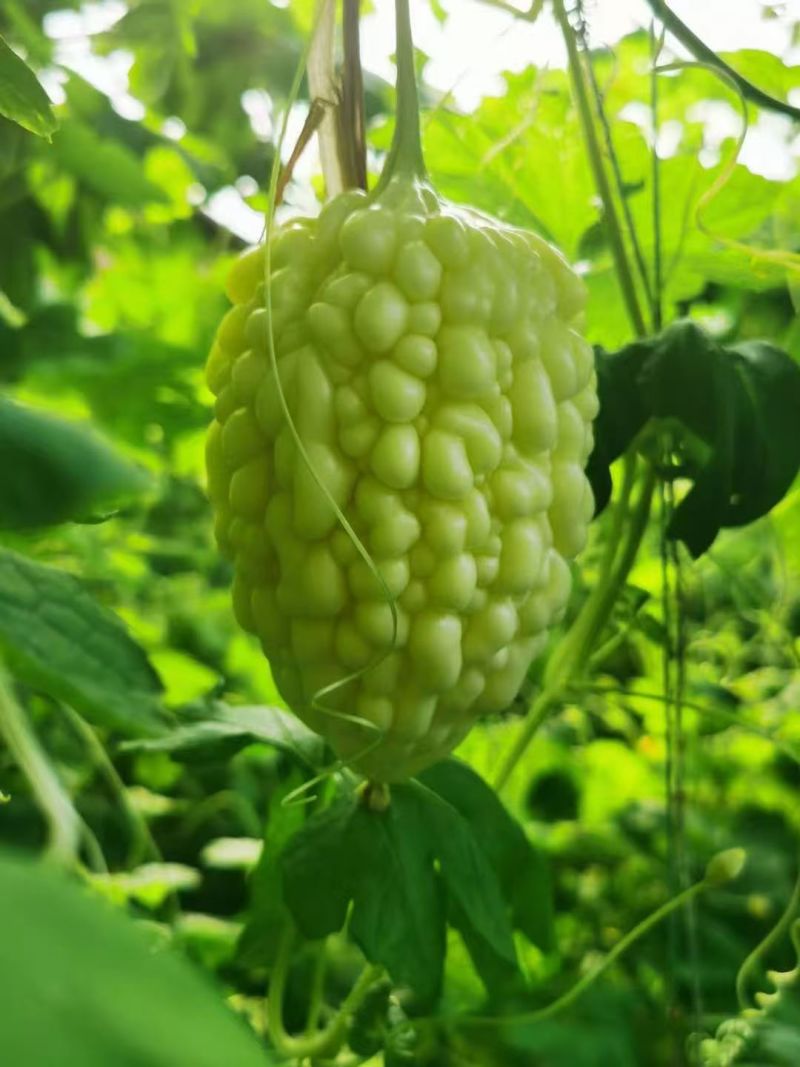 寿光特色蔬菜苹果苦瓜｜全国名特优新，脆甜微苦的“白富美”果蔬