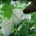 寿光特色蔬菜苹果苦瓜｜全国名特优新，脆甜微苦的“白富美”果蔬