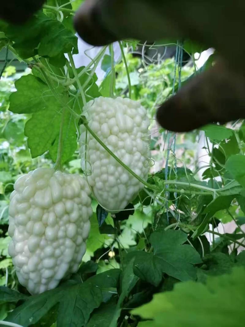寿光特色蔬菜苹果苦瓜｜全国名特优新，脆甜微苦的“白富美”果蔬