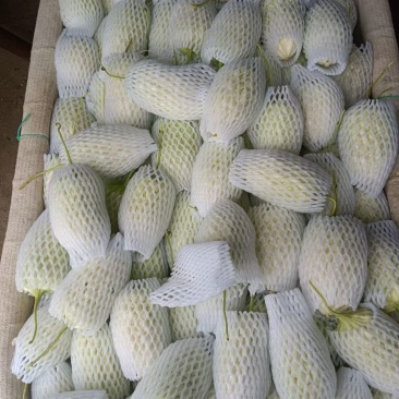 寿光特色蔬菜苹果苦瓜｜全国名特优新，脆甜微苦的“白富美”果蔬