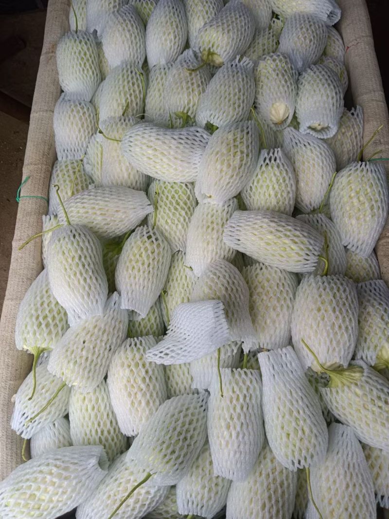 寿光特色蔬菜苹果苦瓜｜全国名特优新，脆甜微苦的“白富美”果蔬