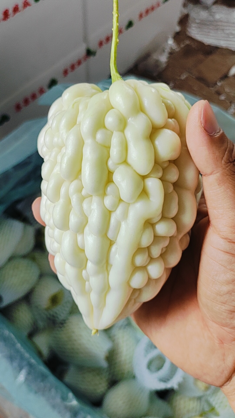 寿光特色蔬菜苹果苦瓜｜全国名特优新，脆甜微苦的“白富美”果蔬