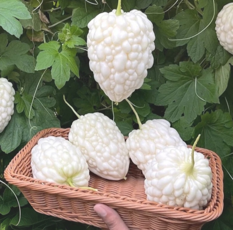 寿光特色蔬菜苹果苦瓜｜全国名特优新，脆甜微苦的“白富美”果蔬