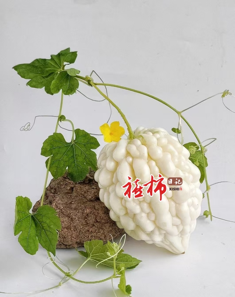 寿光特色蔬菜苹果苦瓜｜全国名特优新，脆甜微苦的“白富美”果蔬