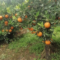 血橙
