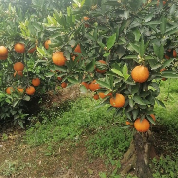 血橙