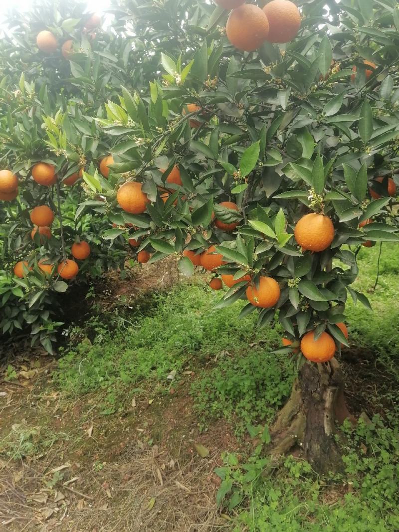 血橙