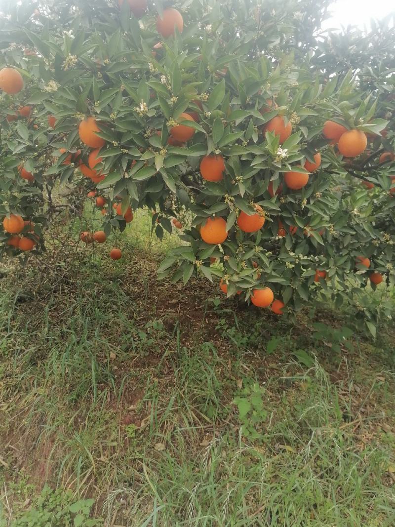 血橙