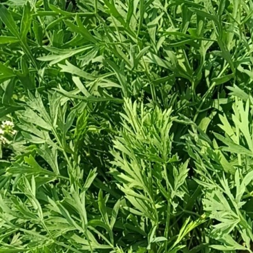 防风约材