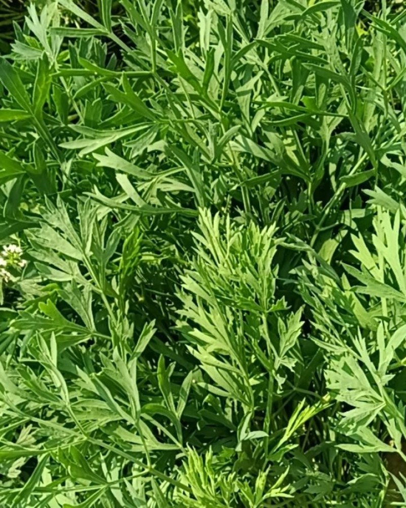 防风约材