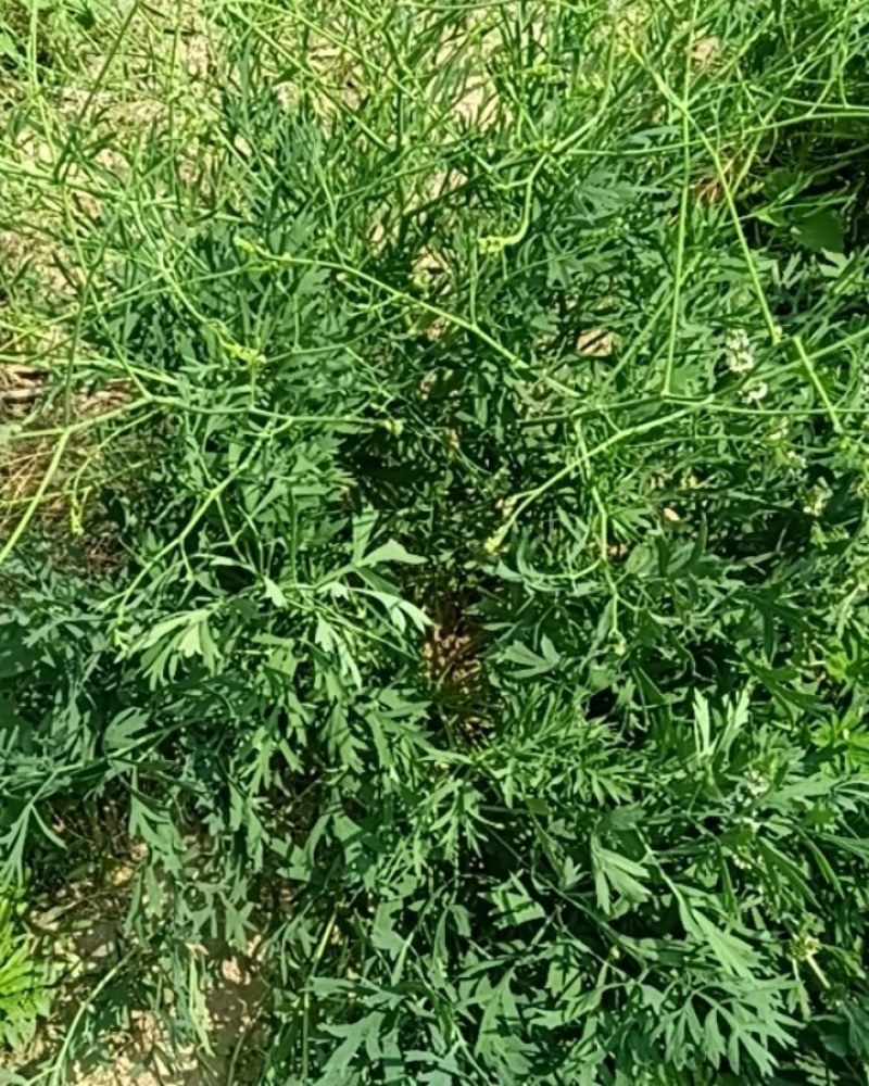 防风约材