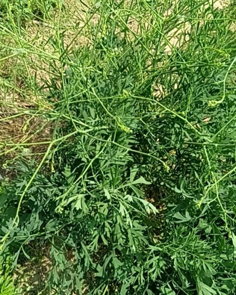 防风约材