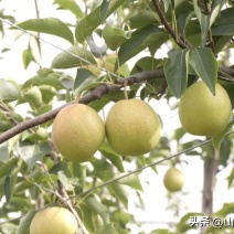 山西运城早熟梨：丹霞红
