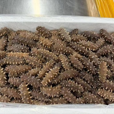 鲜食海参