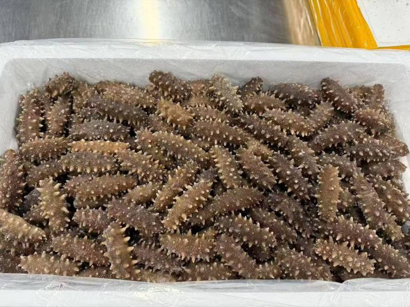 鲜食海参