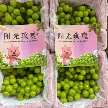 阳光玫瑰