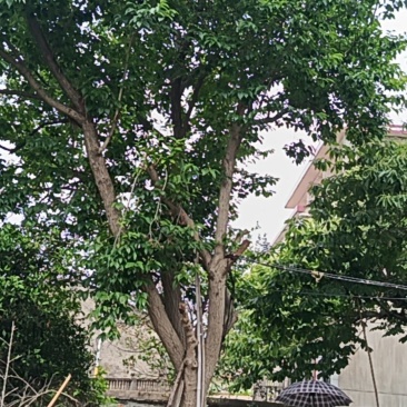 30多年杜仲树