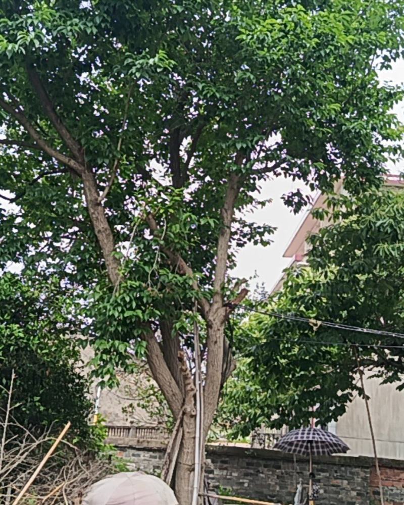 30多年杜仲树